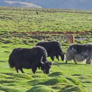 Pilgrims Would be Able to Enjoy Yak Safari this Year at Badrinath