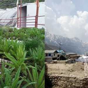 Drastic Climate Change in Kedarnath: Brahma Kamal Blossoms Before Time